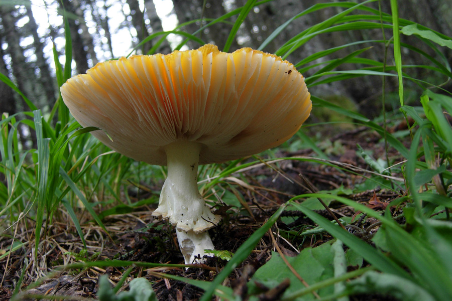 Amanitae dall''Adamello-Brenta